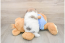 Happy Dwarf Spitz Purebred Puppy