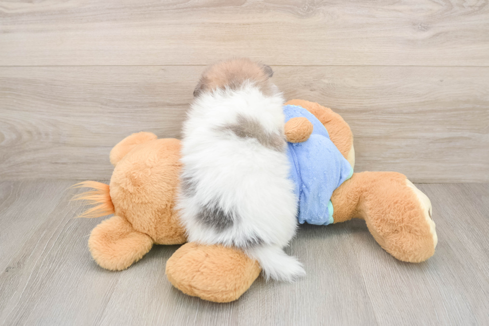 Happy Dwarf Spitz Purebred Puppy