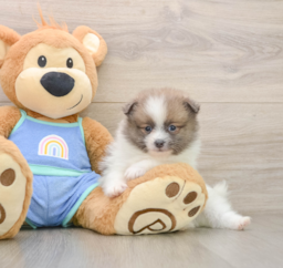 9 week old Pomeranian Puppy For Sale - Pilesgrove Pups