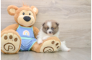 Pomeranian Puppy for Adoption
