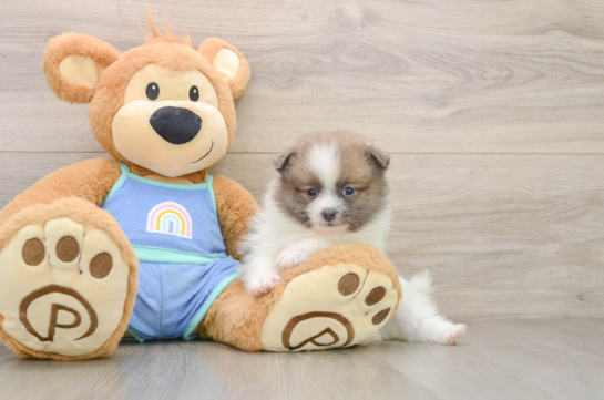 Pomeranian Puppy for Adoption