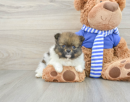 7 week old Pomeranian Puppy For Sale - Pilesgrove Pups