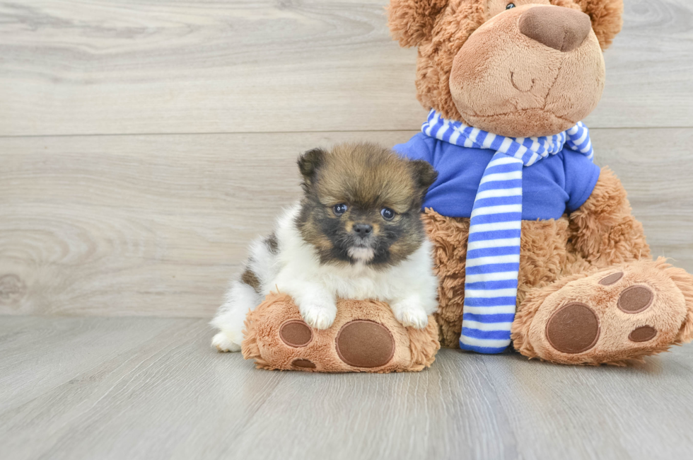 7 week old Pomeranian Puppy For Sale - Pilesgrove Pups