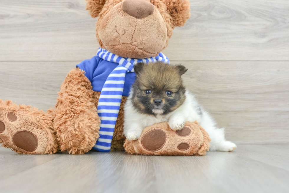 Popular Pomeranian Purebred Pup