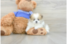 Hypoallergenic Pomeranian Purebred Pup