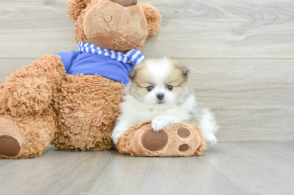 6 week old Pomeranian Puppy For Sale - Pilesgrove Pups