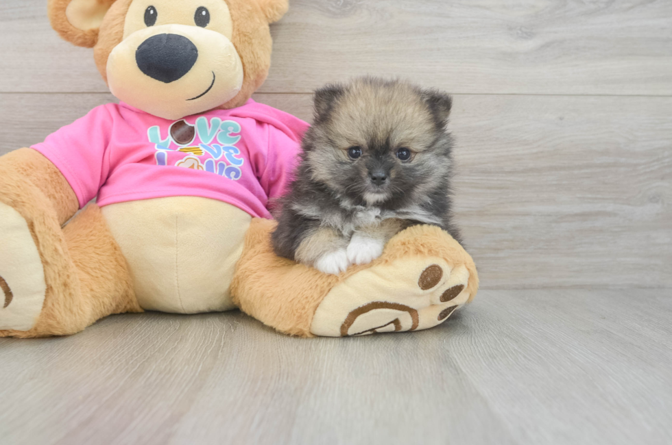 6 week old Pomeranian Puppy For Sale - Pilesgrove Pups