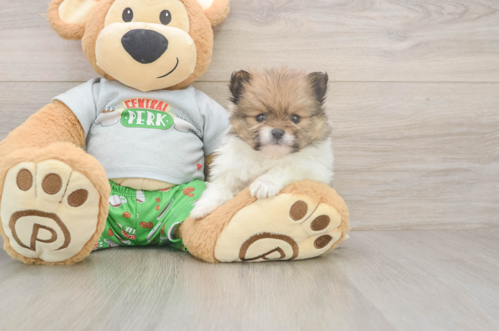 5 week old Pomeranian Puppy For Sale - Pilesgrove Pups