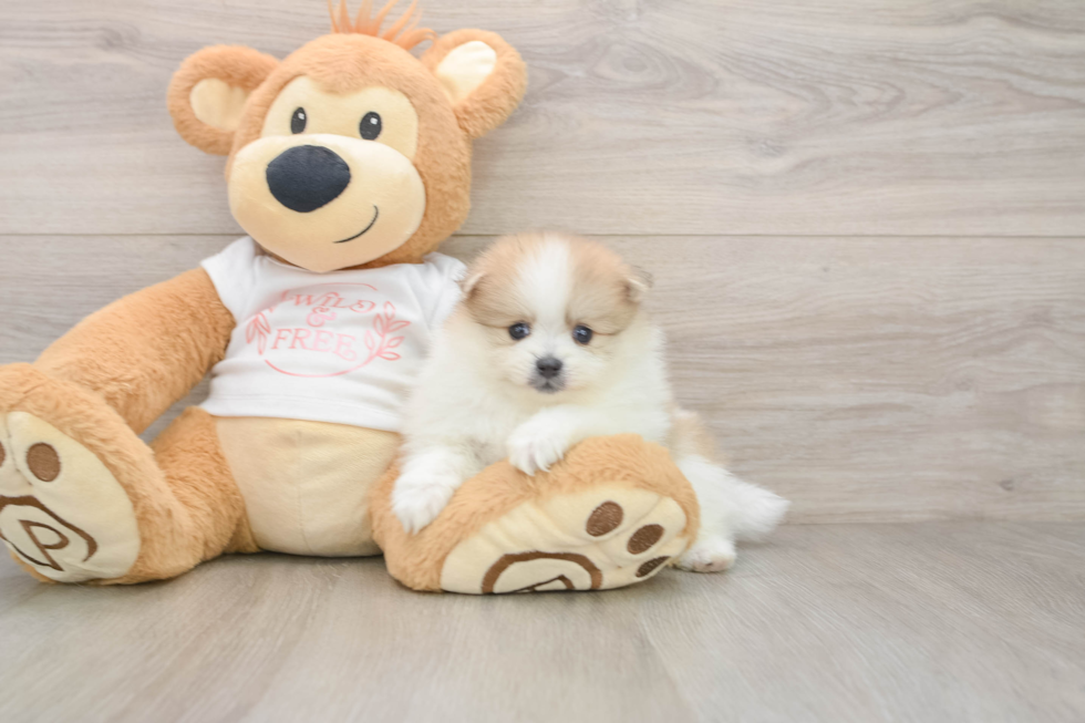 Pomeranian Pup Being Cute