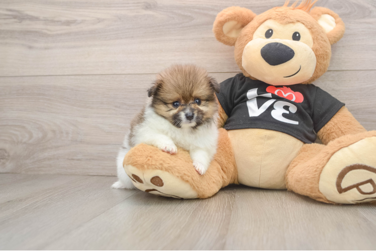 Little Pomeranian Purebred Pup