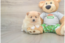 Best Pomeranian Baby