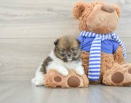 7 week old Pomeranian Puppy For Sale - Pilesgrove Pups