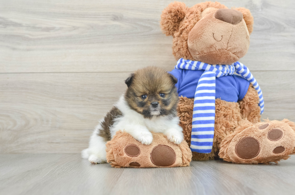 7 week old Pomeranian Puppy For Sale - Pilesgrove Pups