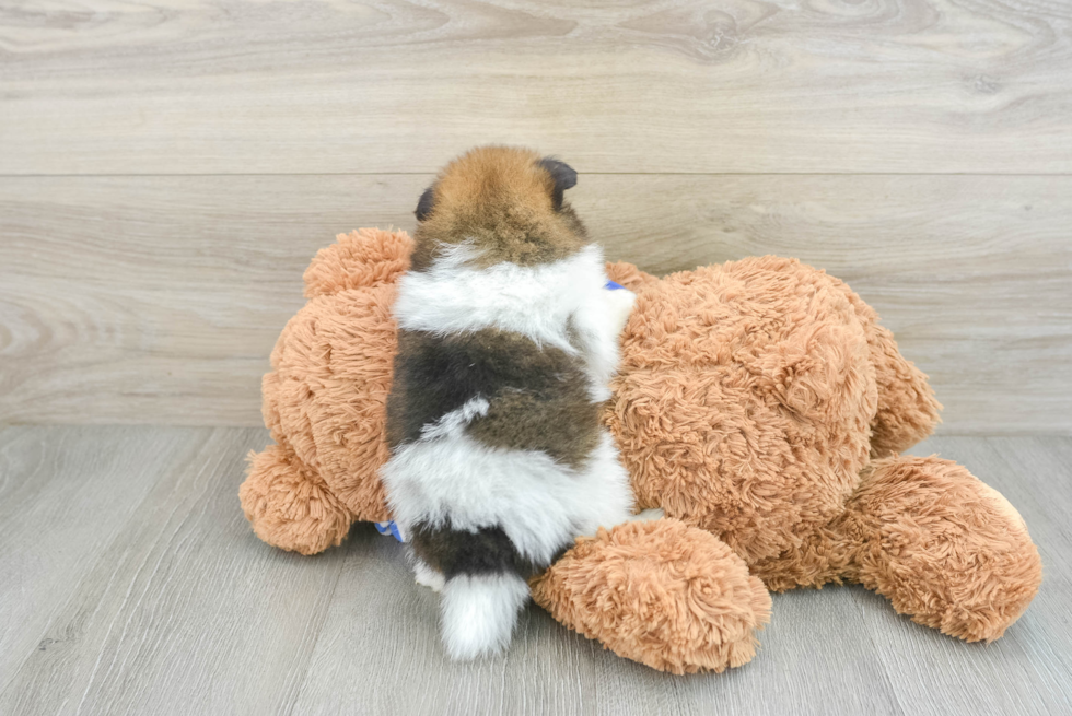 Playful Pomeranian Purebred Pup