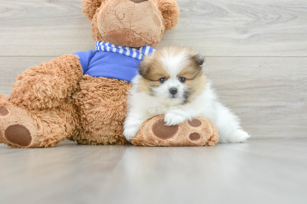 Friendly Pomeranian Purebred Pup