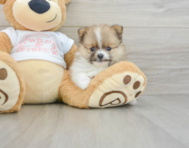 7 week old Pomeranian Puppy For Sale - Pilesgrove Pups