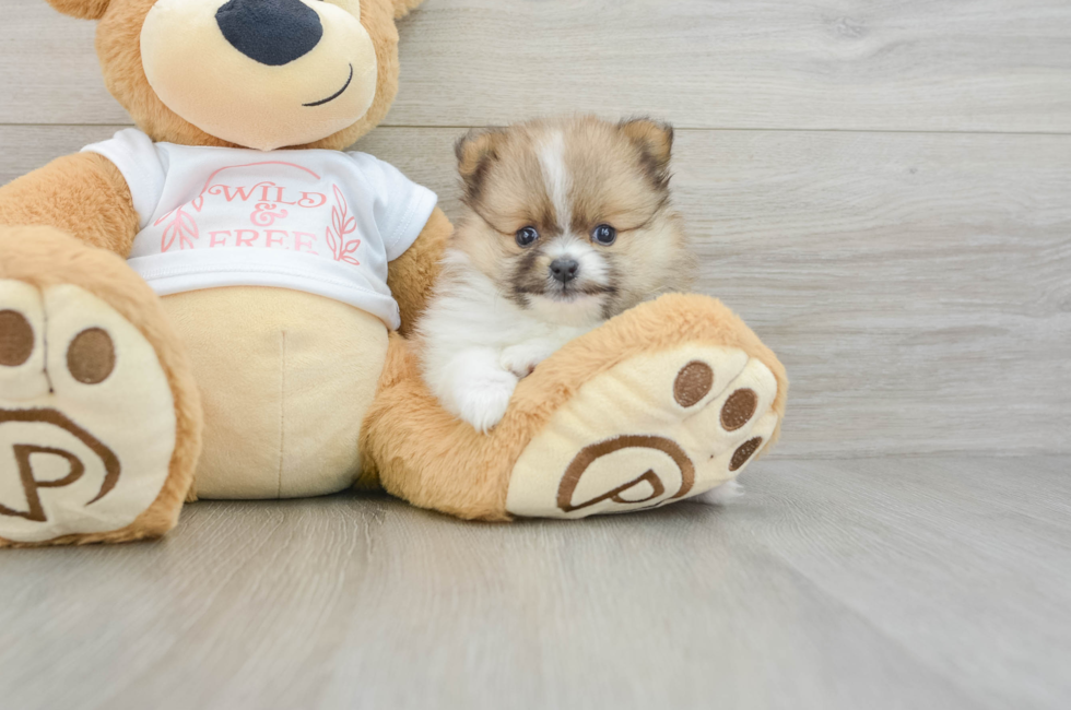 7 week old Pomeranian Puppy For Sale - Pilesgrove Pups