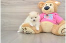 Playful Pomeranian Baby