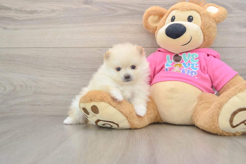 Playful Pomeranian Baby