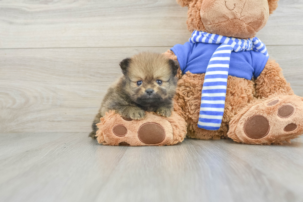 Pomeranian Puppy for Adoption