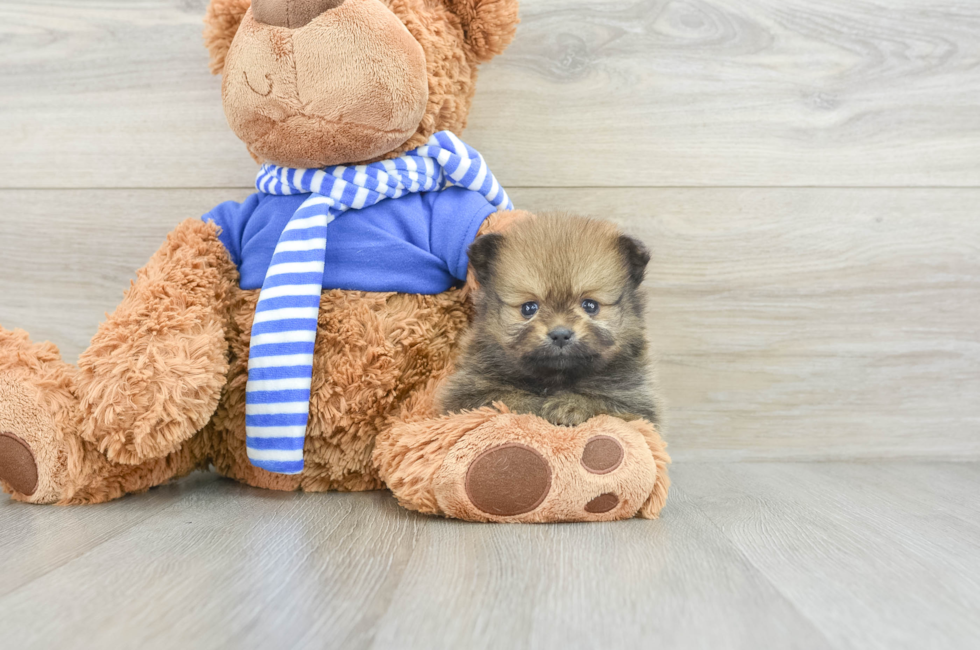 7 week old Pomeranian Puppy For Sale - Pilesgrove Pups