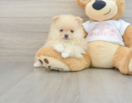 7 week old Pomeranian Puppy For Sale - Pilesgrove Pups