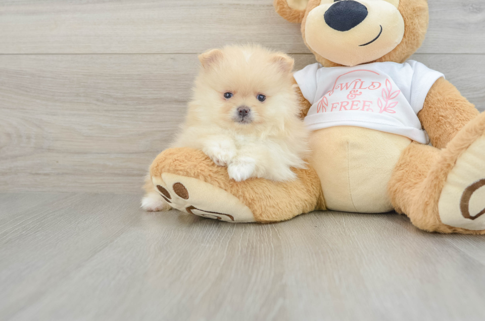 7 week old Pomeranian Puppy For Sale - Pilesgrove Pups