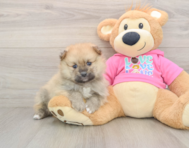 8 week old Pomeranian Puppy For Sale - Pilesgrove Pups