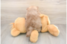 Playful Pomeranian Purebred Pup