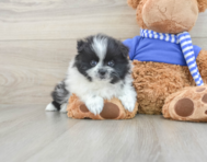 8 week old Pomeranian Puppy For Sale - Pilesgrove Pups