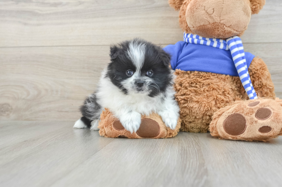 7 week old Pomeranian Puppy For Sale - Pilesgrove Pups