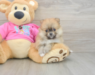 7 week old Pomeranian Puppy For Sale - Pilesgrove Pups