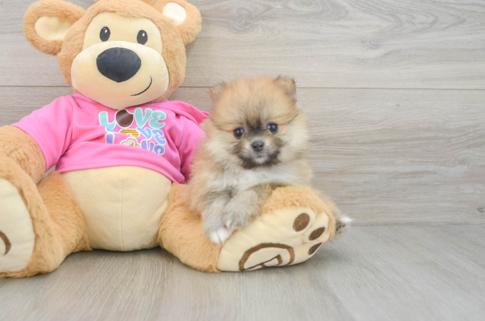 6 week old Pomeranian Puppy For Sale - Pilesgrove Pups