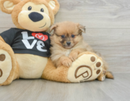 8 week old Pomeranian Puppy For Sale - Pilesgrove Pups