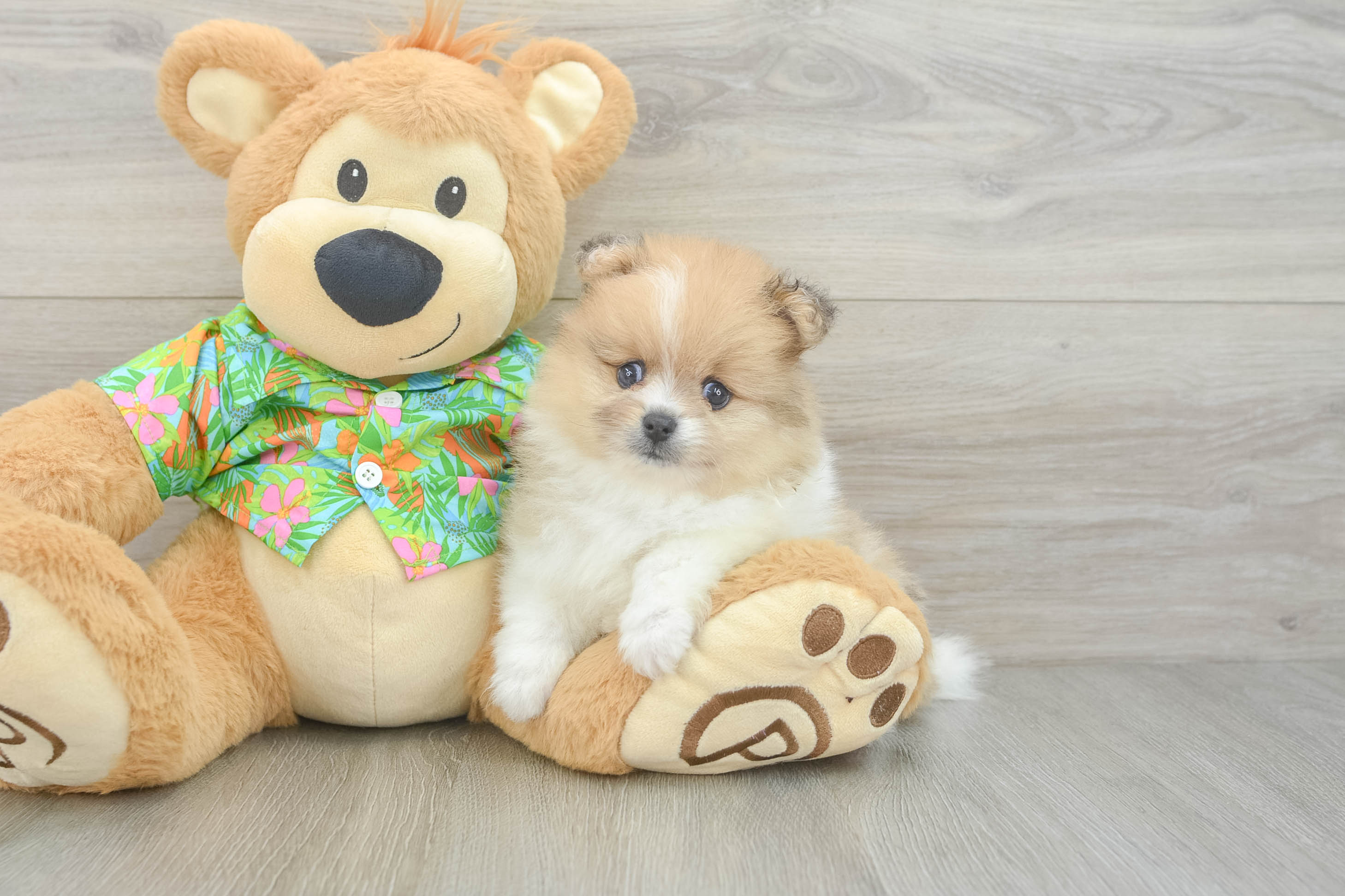 Friendly Pomeranian Baby