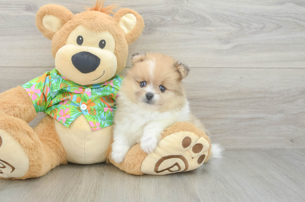 6 week old Pomeranian Puppy For Sale - Pilesgrove Pups