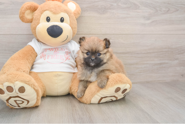 Small Pomeranian Baby