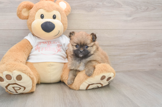 Small Pomeranian Baby