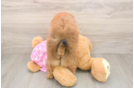 Hypoallergenic Pomeranian Purebred Pup