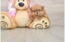 Best Pomeranian Baby