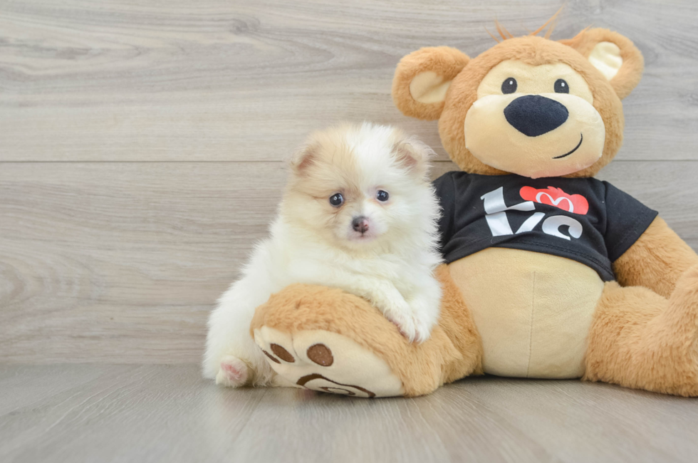 6 week old Pomeranian Puppy For Sale - Pilesgrove Pups