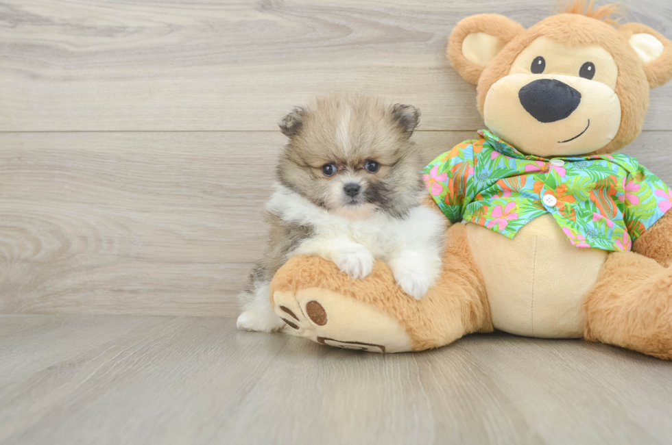 6 week old Pomeranian Puppy For Sale - Pilesgrove Pups