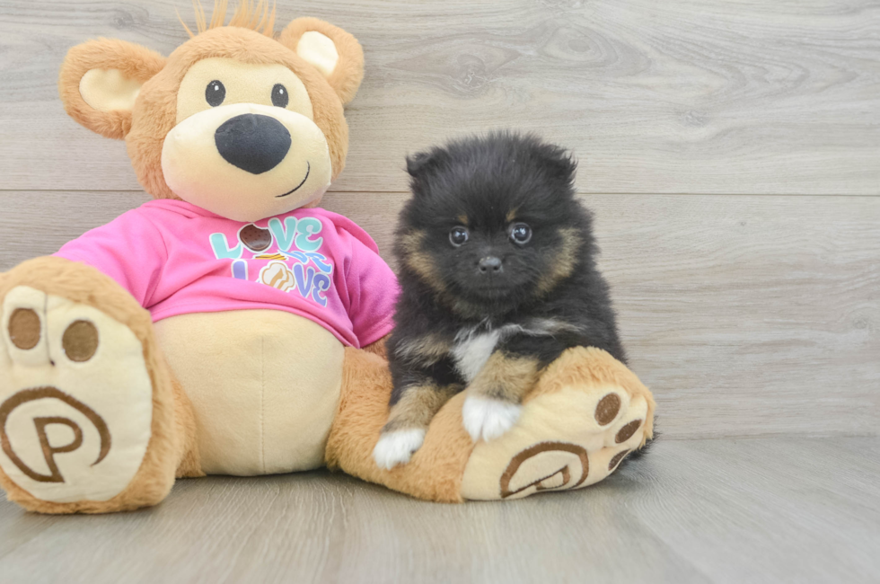 5 week old Pomeranian Puppy For Sale - Pilesgrove Pups