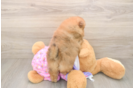 Pomeranian Pup Being Cute