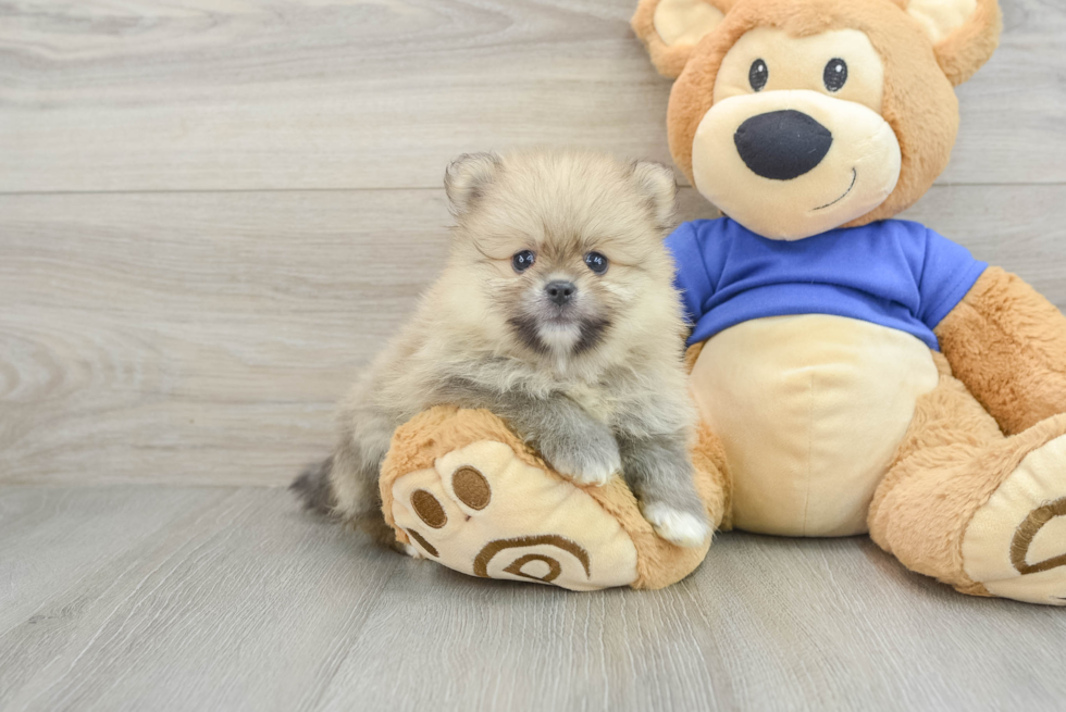 Best Pomeranian Baby