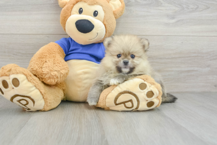 Hypoallergenic Pomeranian Baby