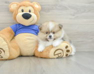 6 week old Pomeranian Puppy For Sale - Pilesgrove Pups