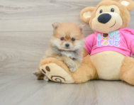 8 week old Pomeranian Puppy For Sale - Pilesgrove Pups