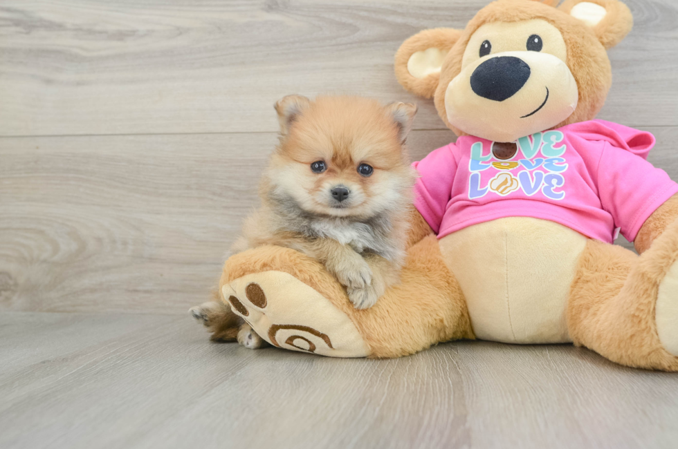 6 week old Pomeranian Puppy For Sale - Pilesgrove Pups