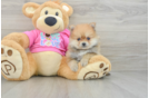 Pomeranian Puppy for Adoption